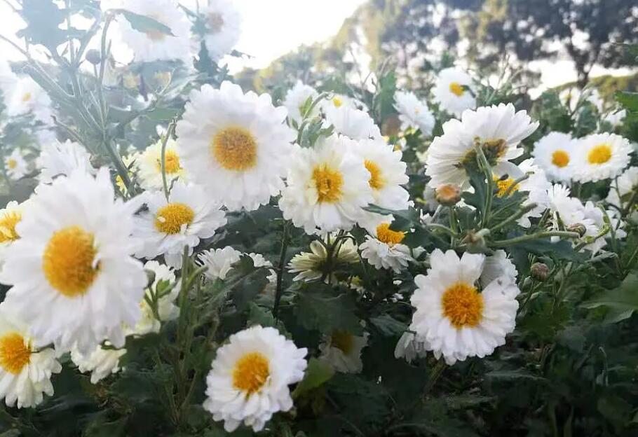 本地原生白菊花，4步制成菊花茶
