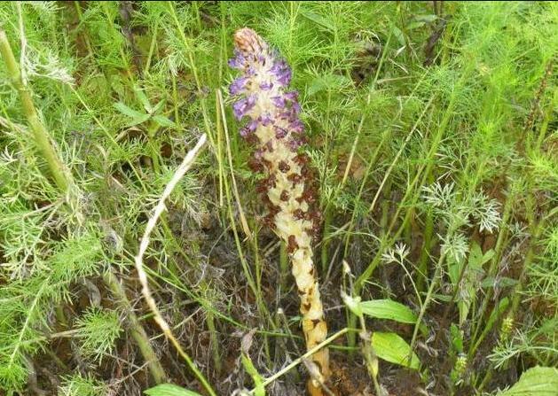 肉苁蓉和草苁蓉的区别 肉苁蓉和草苁蓉哪种好？