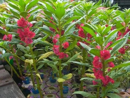 神奇中药凤仙花