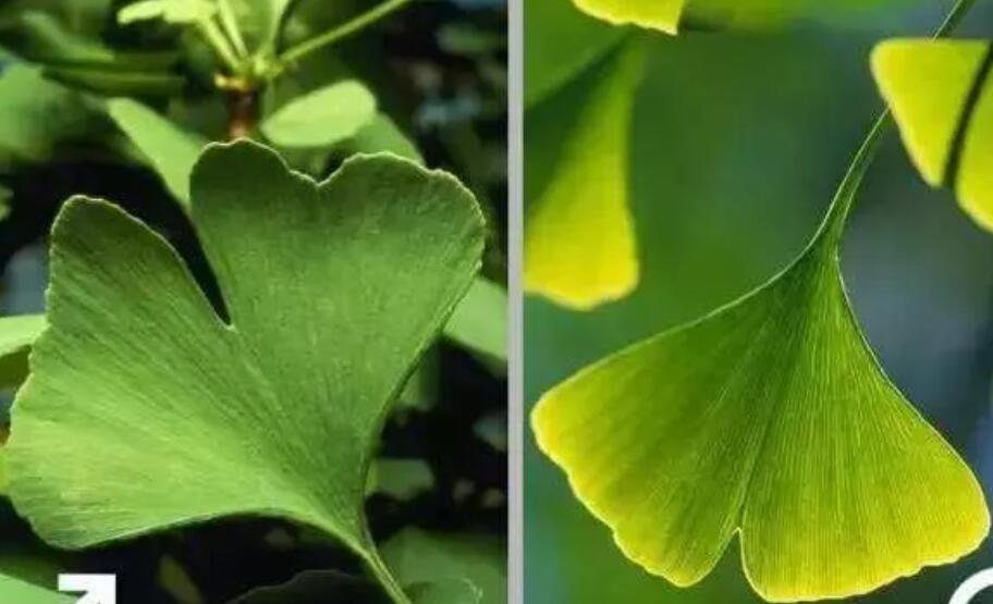 银杏树也分“公母”？看你会不会认