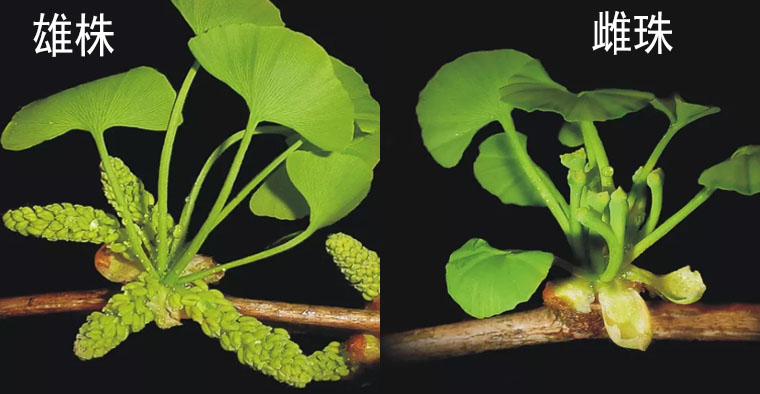 银杏树也分“公母”？看你会不会认